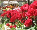Sant Jordi