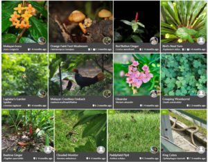 Picture2 Selected Flora Fauna
